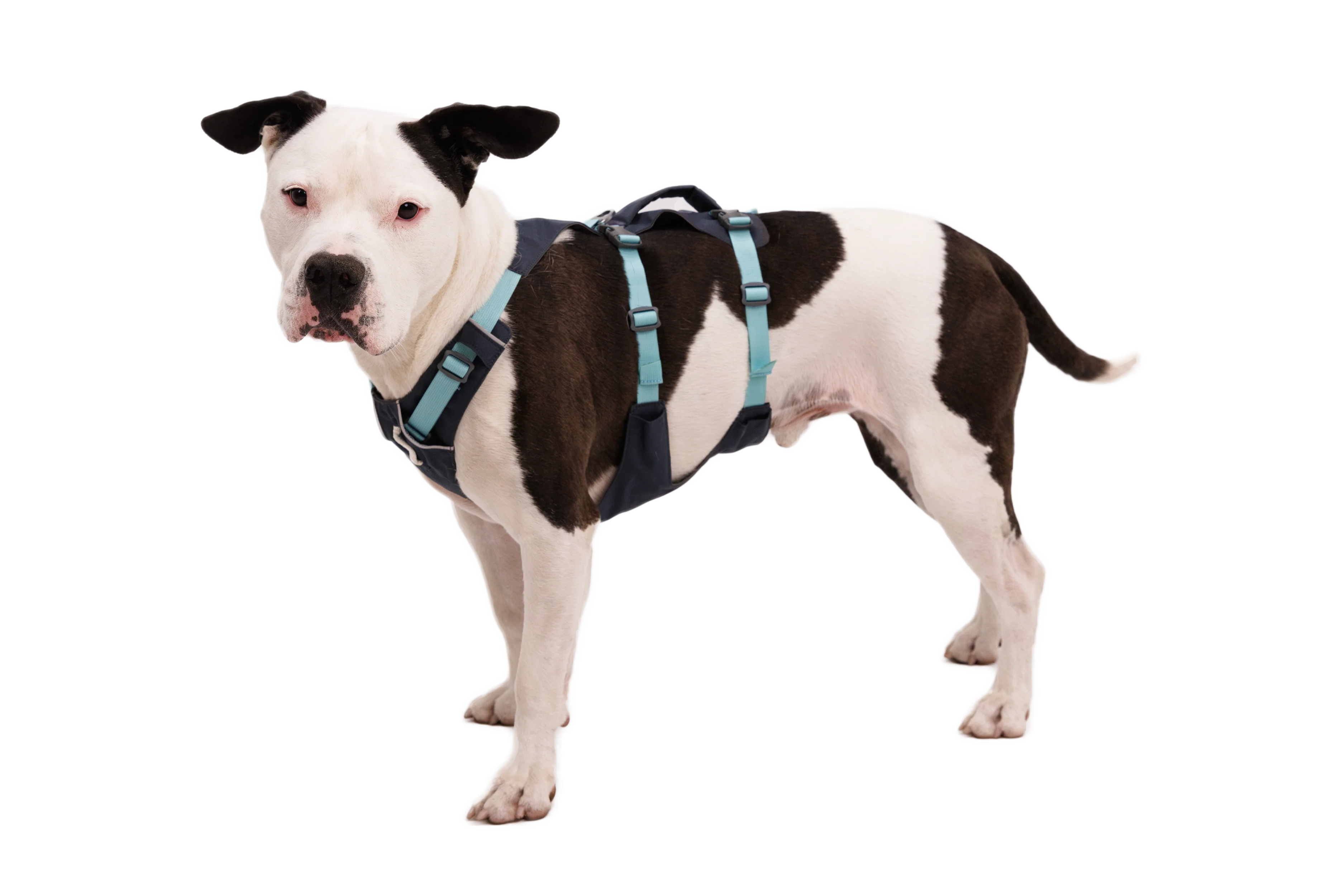 Flagline™ Hundegeschirr Mit Griff - Image 54