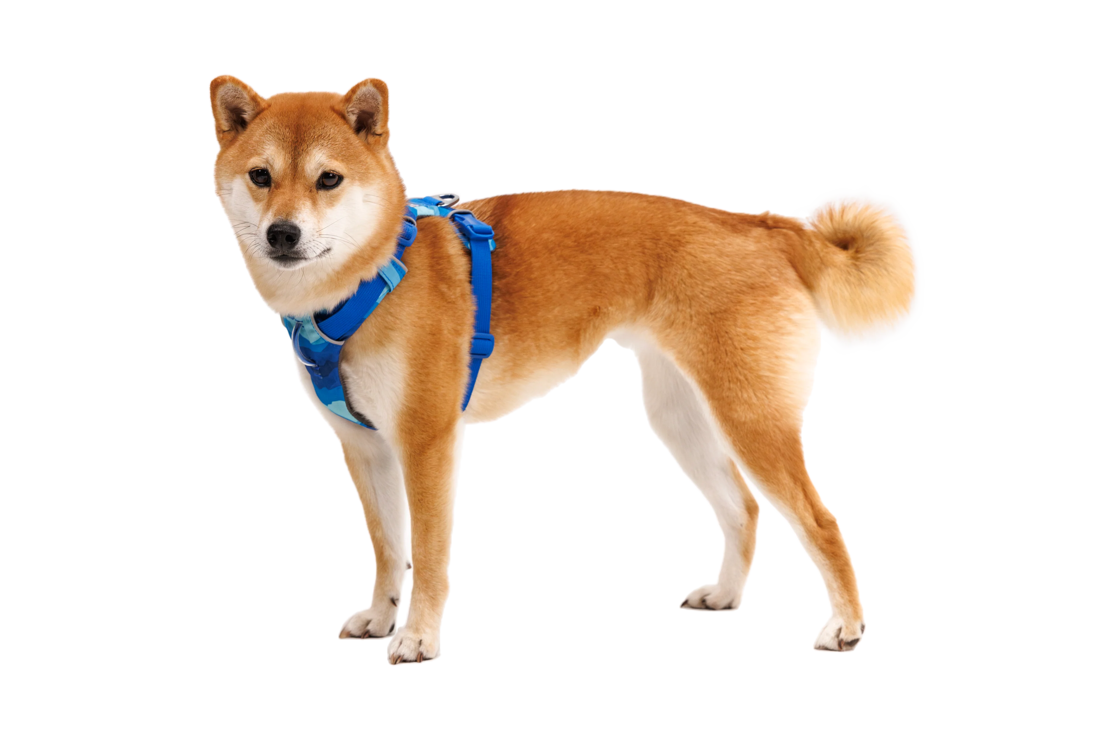 Front Range® Hundegeschirr - Image 21
