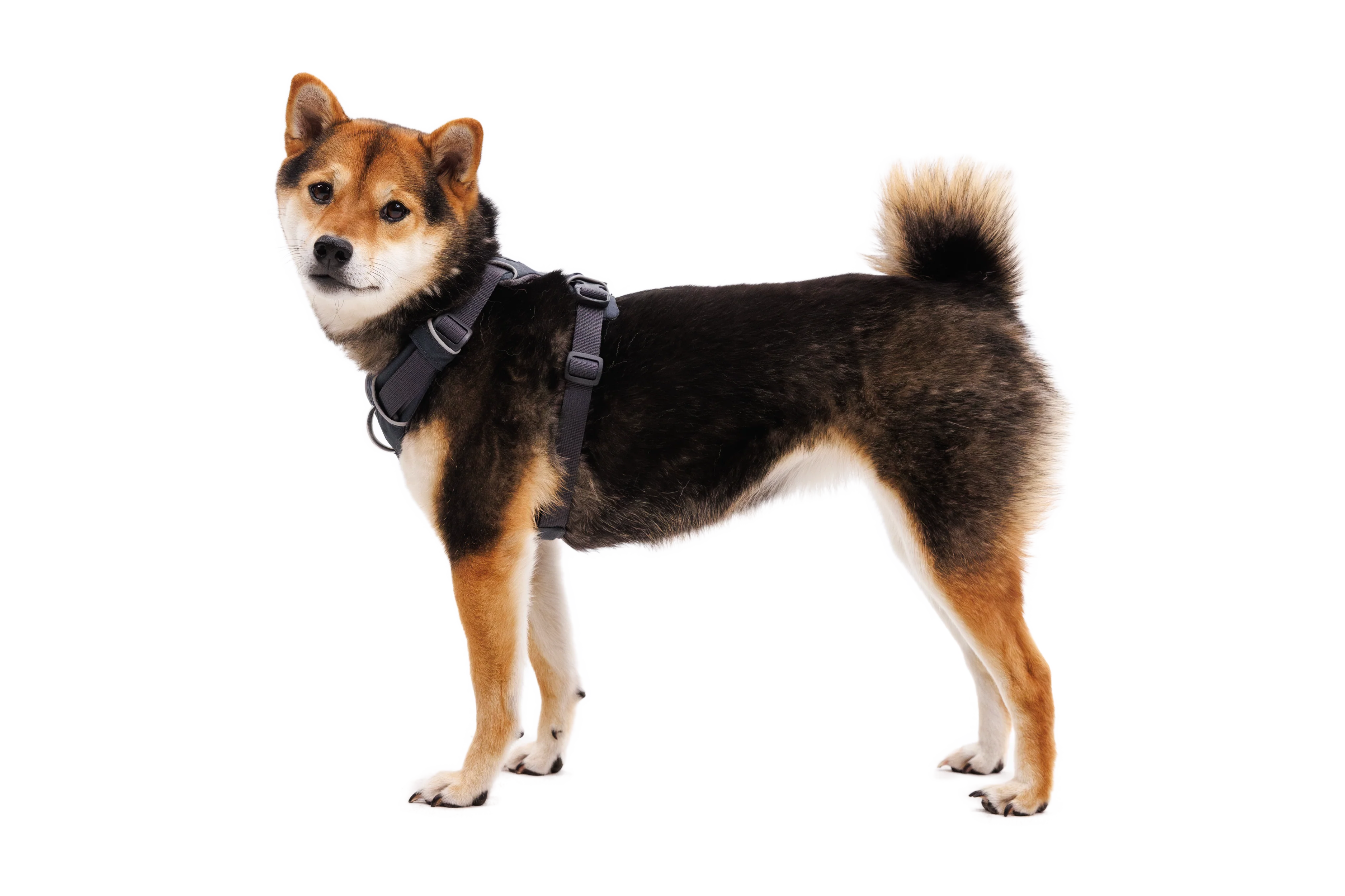 Front Range® Hundegeschirr - Image 3