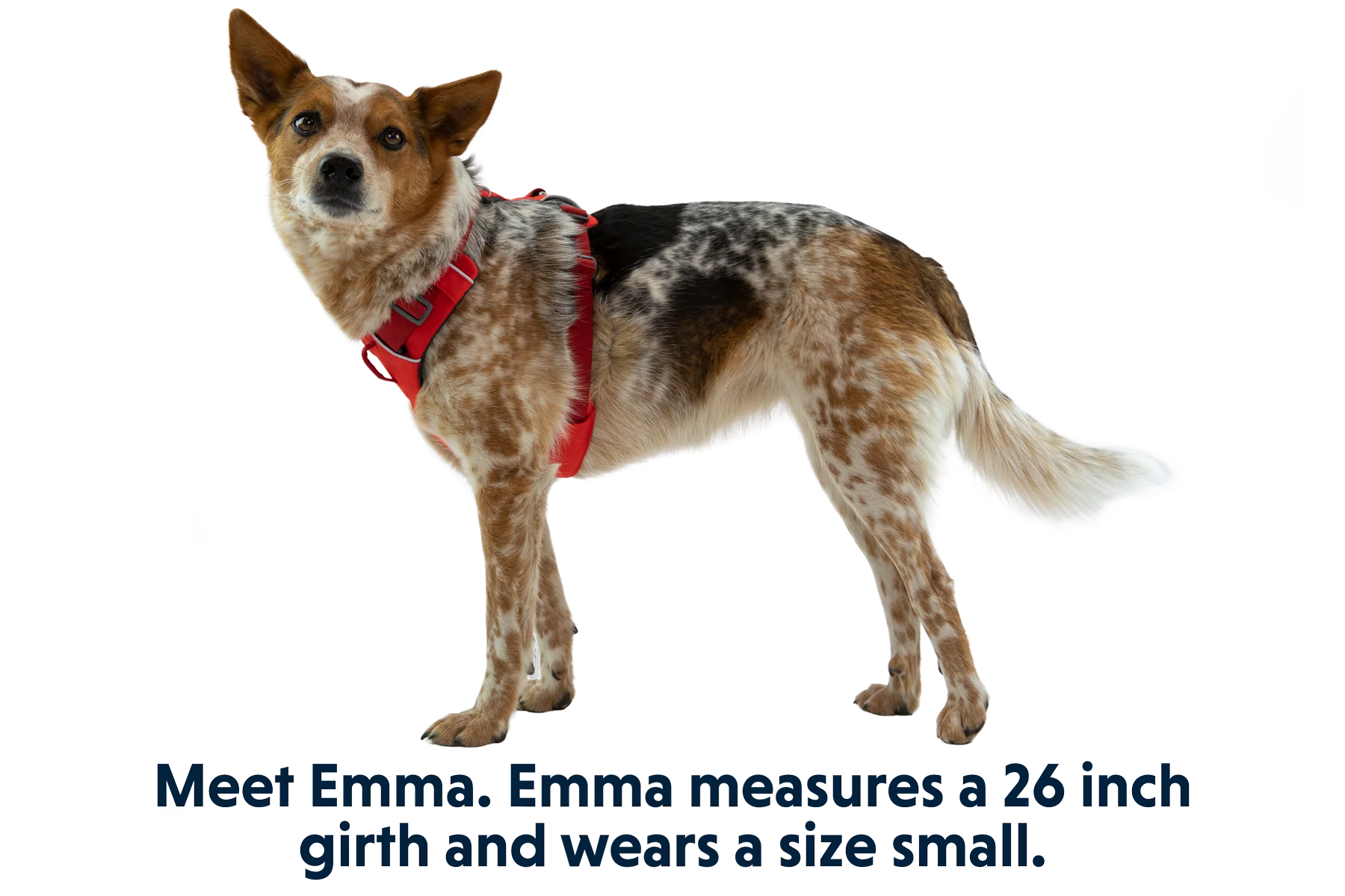 Front Range® Hundegeschirr - Image 25
