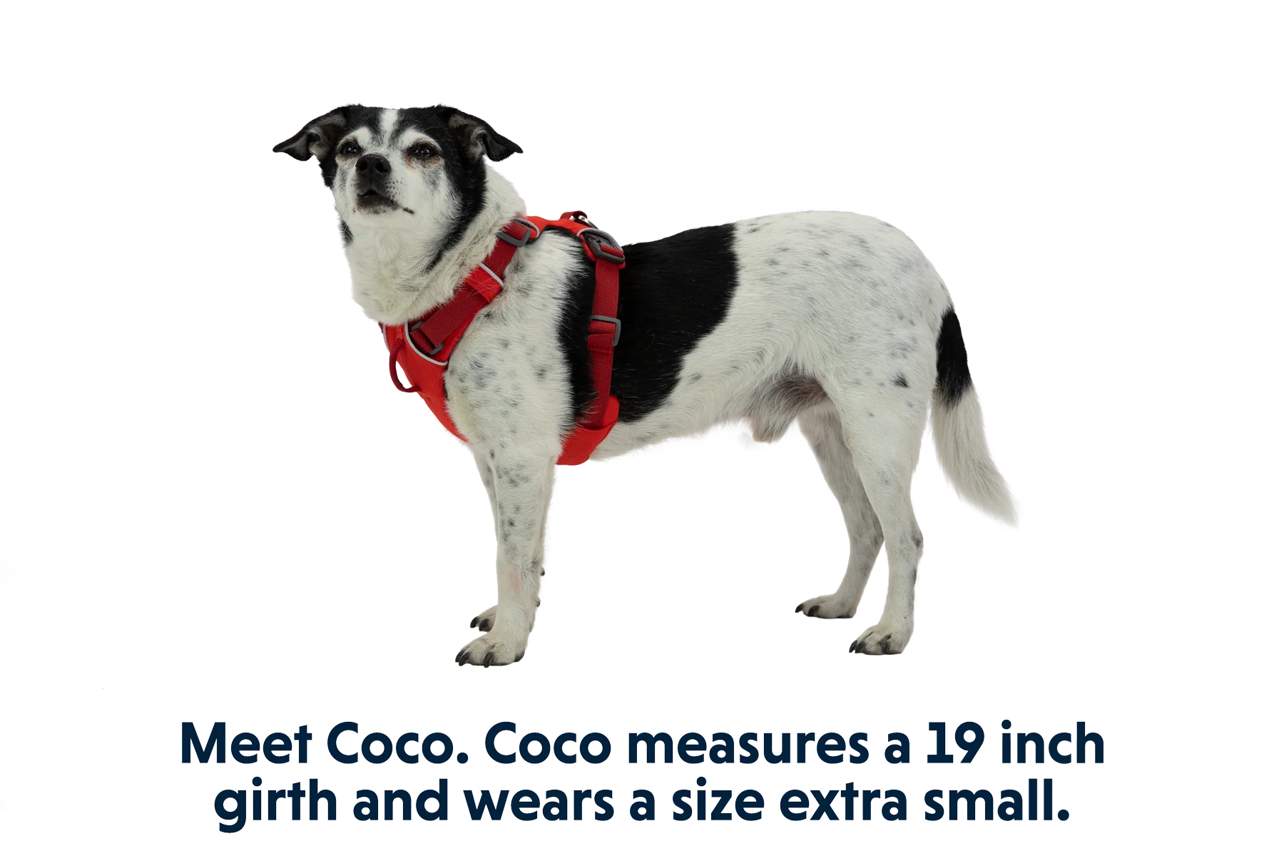 Front Range® Hundegeschirr - Image 26