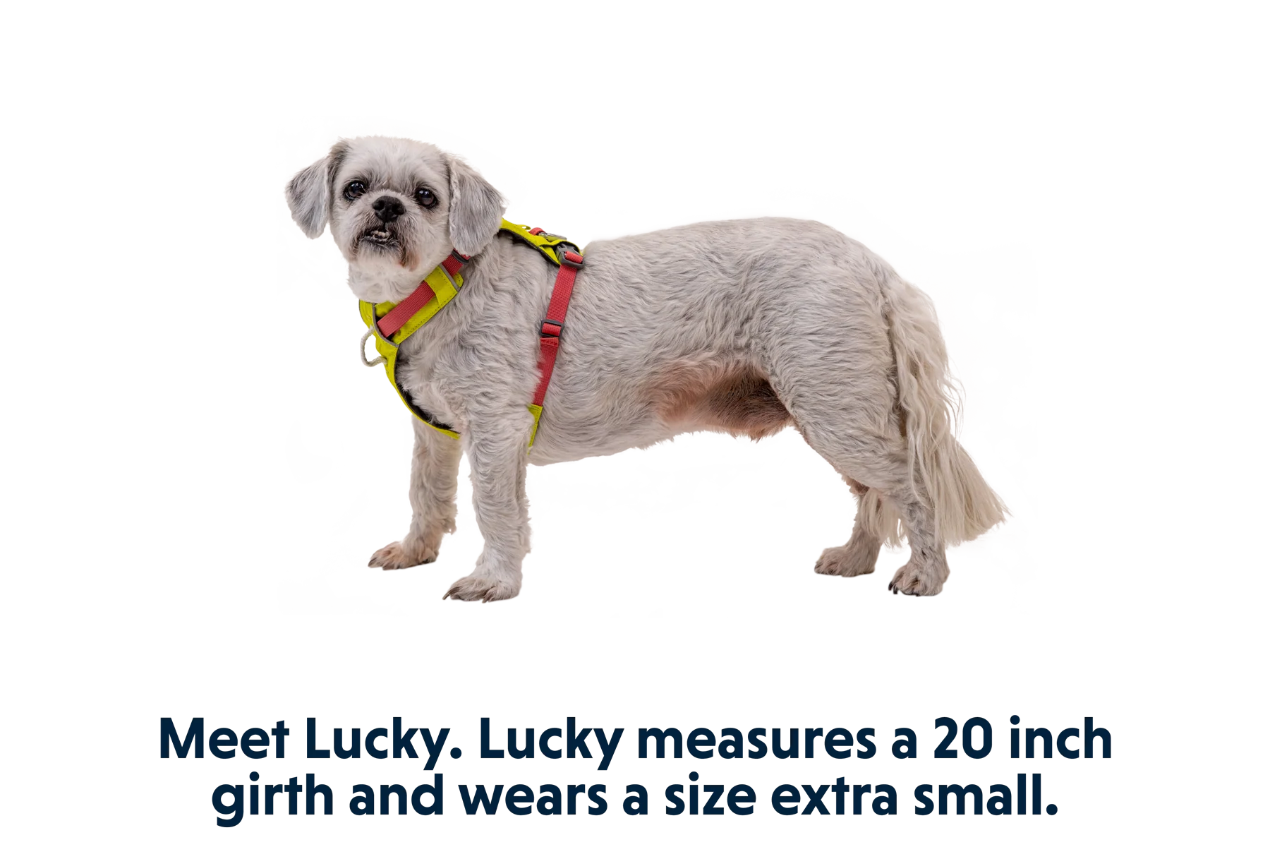 Hi & Light™ Leicht Hundegeschirr - Image 15