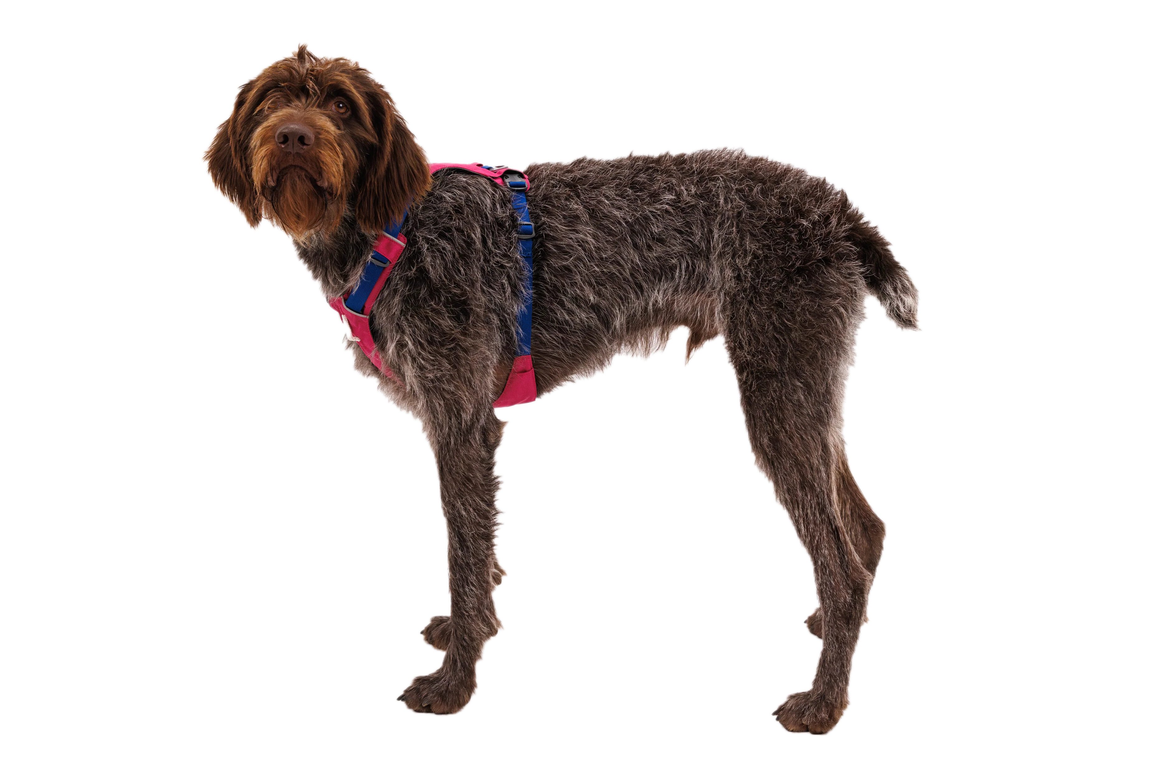 Hi & Light™ Leicht Hundegeschirr - Image 47