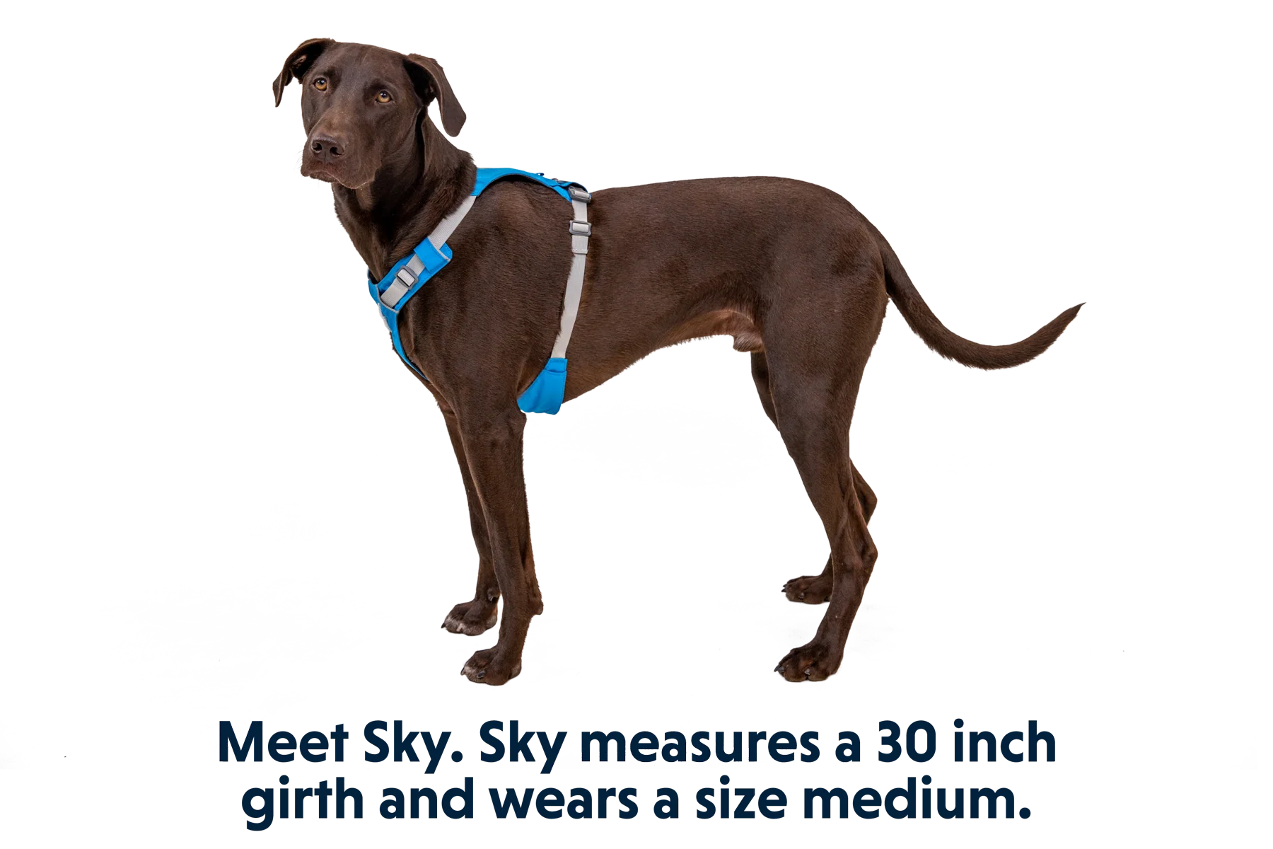 Hi & Light™ Leicht Hundegeschirr - Image 5