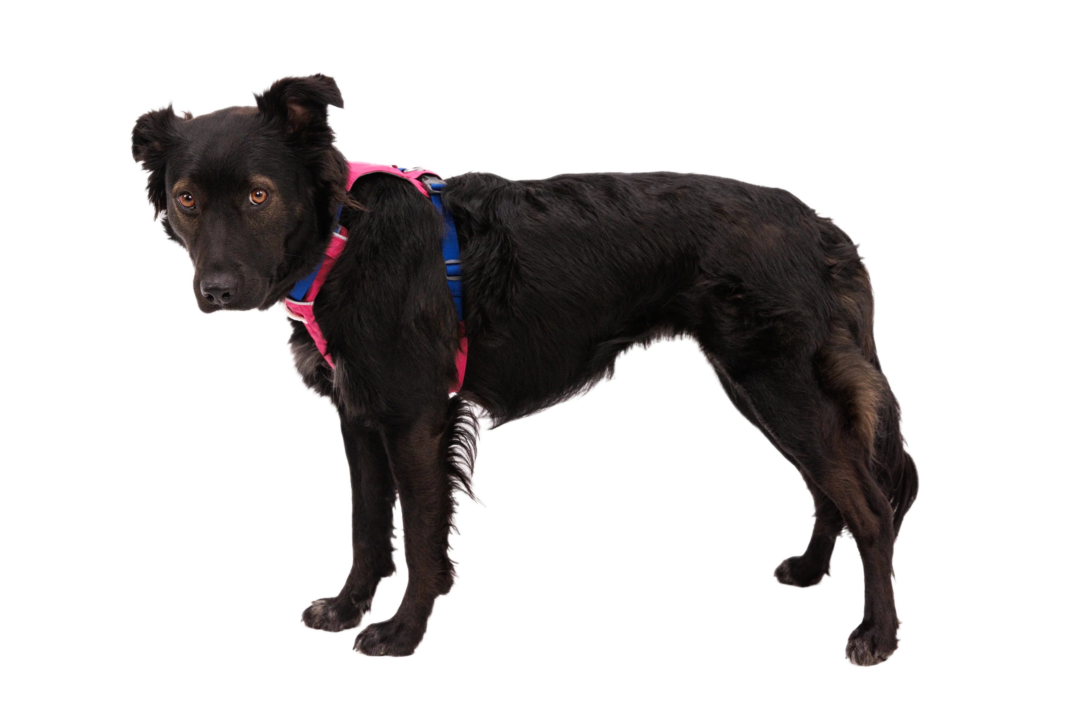 Hi & Light™ Leicht Hundegeschirr - Image 53