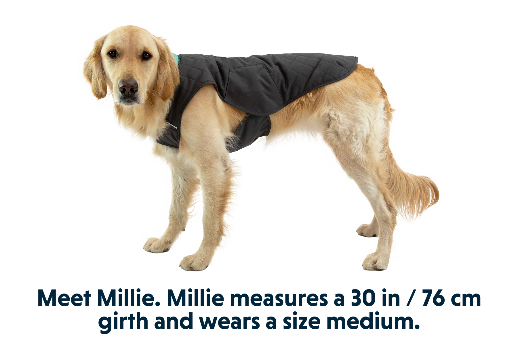 Stumptown™ Gesteppter Hundemantel - Image 3