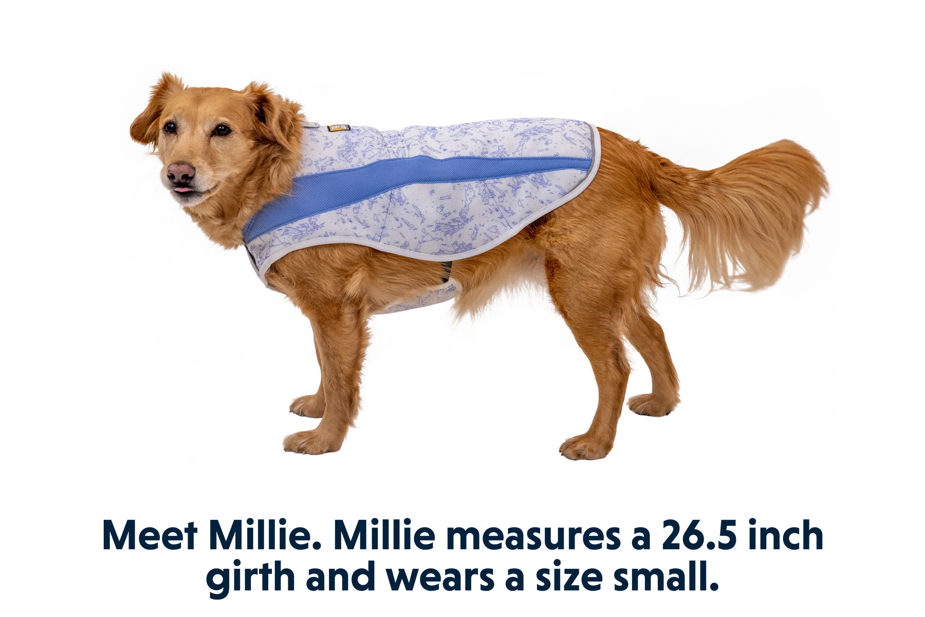 Swamp Cooler™ Kühlweste für Hunde - Image 28