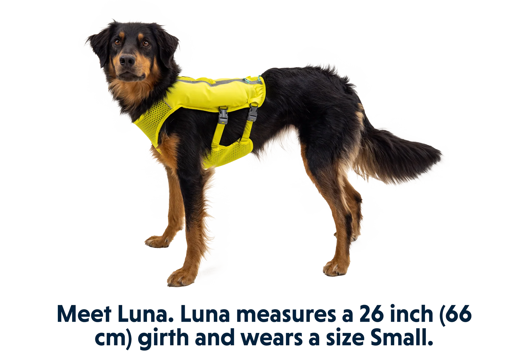 Trail Runner™ Hunde-Laufweste - Image 18