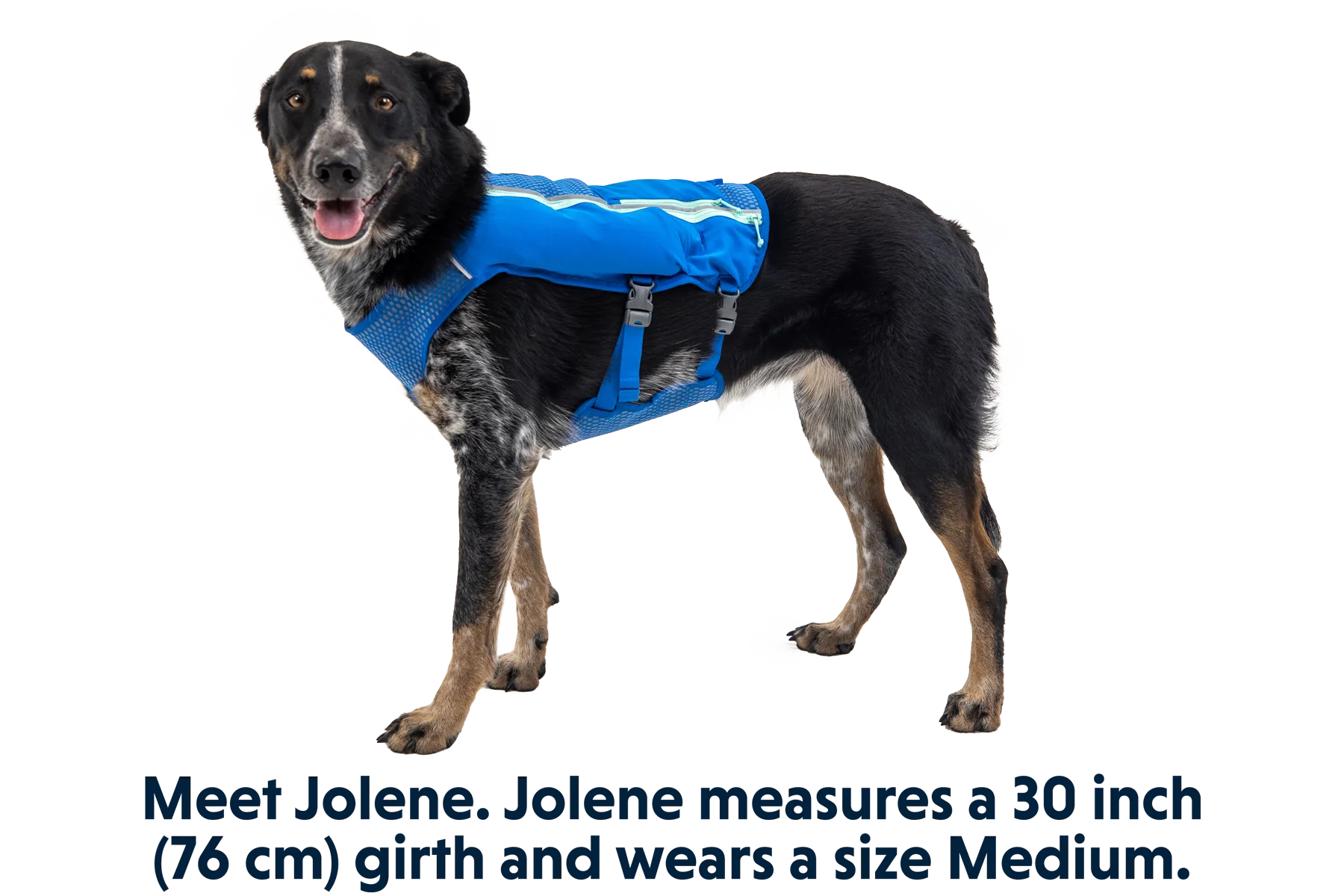 Trail Runner™ Hunde-Laufweste - Image 9