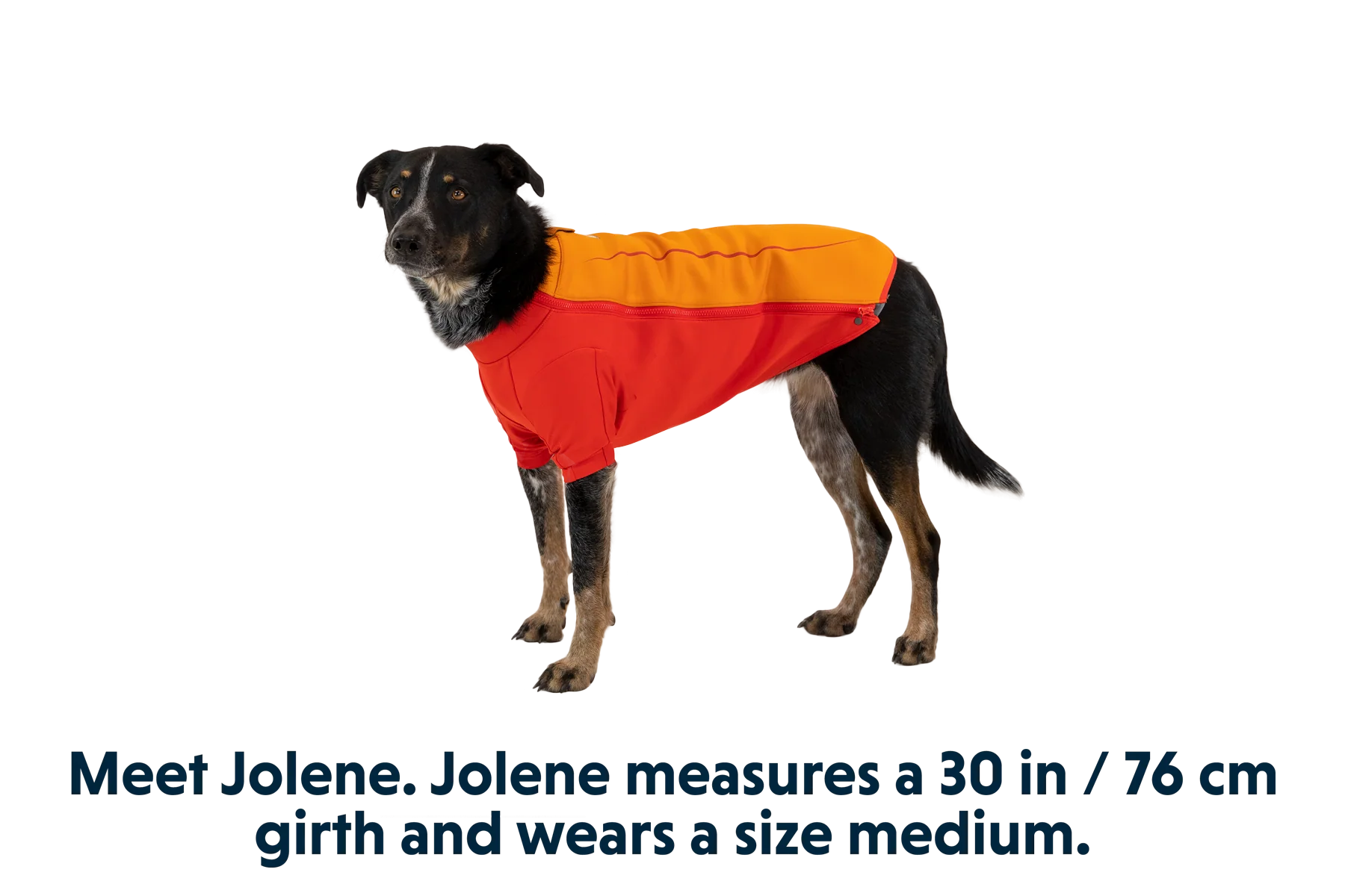 Undercoat™ Hunde-Neoprenanzug - Image 15